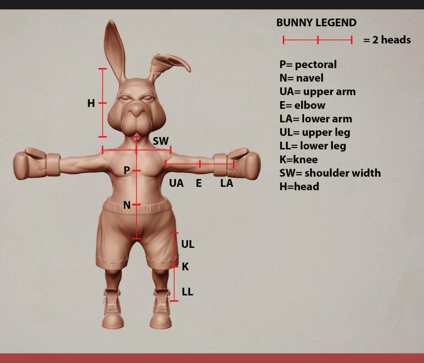 Bunny proportions